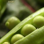 Banner-Cafe-Puree-Vegetables